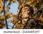 Tawny Owl In Hollow Tree. Tawny ...