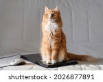 Cute Cat Sitting On Laptop With ...