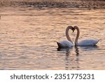 Two water birds cygnus olor on Vltava river shaped into swan heart. Romantic mood photo of two swan lovers.