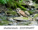 Barred owl in a creek