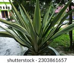 Dracaena trifasciata or mother-in-law's tongue plant that stands firmly in a pot