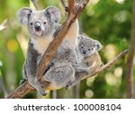Australian Koala Bear With Her...