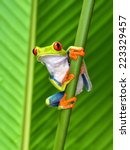 Red Eyed Tree Frog Or Gaudy...