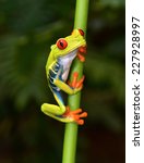 The Red Eyed Tree Frog Or Gaudy ...