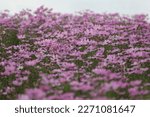Small photo of Mexican aster, Cosmos, Cosmea. The flowers spread out into beautiful colored flowers, thin petals, and the tip of the petals serrated into 2-3 serrated teeth. Most of them are single flowers. The tran