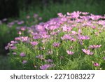 Small photo of Mexican aster, Cosmos, Cosmea. The flowers spread out into beautiful colored flowers, thin petals, and the tip of the petals serrated into 2-3 serrated teeth. Most of them are single flowers. The tran