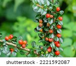Red Cotoneaster Bush Branches...