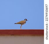Small photo of The red-wattled lapwing (Vanellus indicus) is an Asian lapwing or large plover, a wader in the family Charadriidae. Like other lapwings they are ground birds that are incapable of perching.