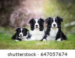 Cute Adorable Black And White Border Collies Family Laying 