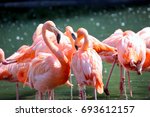 Flamingos  Phoenicopteridae  In ...