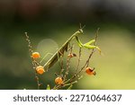 Small photo of Praying mantis (probably Spondromantis viridis) lurking on a green leaf. sphodromantis viridis Common names African praying mantis, giant African praying mantis