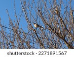 Bird Sitting On A Tree Branch...