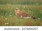 Small photo of The Marsh Harrier (Circus aeruginosus) is a bird of prey found in wetland habitats across much of Europe, Asia, and northern Africa. They are opportunistic hunters, feeding on a range of prey.