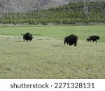 Bison running - Madison River, Yellowstone National Park