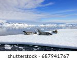 Crabeater Seals On Ice Floe ...