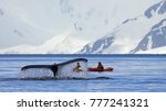 Humpback Whale Tail With Kayak  ...