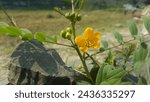 Small photo of Senna bicapsularis Common names include rambling senna (formerly "cassia"), Christmas bush, money bush, and yellow candlewood. This plant is for the healing of the enchantment.