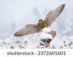 The common kestrel  falco...