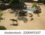 Small photo of Darica , Kocaeli,11 September 2022, Various animals in Faruk Yalcin Zoo and Botanical Park