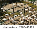 Small photo of Darica , Kocaeli,11 September 2022, Various animals in Faruk Yalcin Zoo and Botanical Park