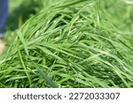 Small photo of both perennial ryegrass (Lolium perenne) and annual ryegrass (L. multiflorum) are important constituents of pasture and lawn-seed mixtures used around the world