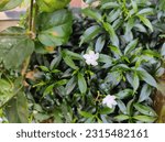 Small photo of Close up of the white pinwheel jasmine flowers. The pinwheel jasmine is a medium sized green shrub with bright white 5 star flowers and is native to India