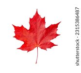 Red maple leaf isolated on...