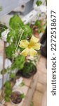 Small photo of Beautiful yellow flower of Peria plant