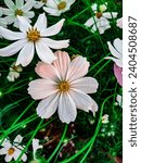 Small photo of Cosmos bipinnatus is an annual that is often considered half-hardy, although plants may reappear via self-sowing for several years.