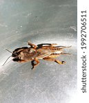 Small photo of Gryllotalpa, European mole cricket - agricultural pest on the background soils. Insect pest (Gryllotalpa gryllotalpa) on a green background.