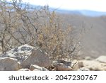 
Desert landscape with dry plants in stone dunes under sunny sky. a dry thorny plant in desert with big stones in the background. 