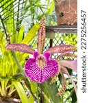 Small photo of An exuberant orchid, with all its color and vivacity