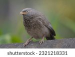 Small photo of The jungle babbler is a member of the family Leiothrichidae found in the Indian subcontinent. Jungle babblers are gregarious birds that forage in small groups of six to ten birds