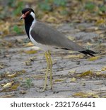 Small photo of The red-wattled lapwing is an Asian lapwing or large plover, a wader in the family Charadriidae. Like other lapwings they are ground birds that are incapable of perching