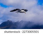 Seagull Flying With Mountains...