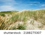 Beach Dunes Nature View With...