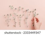 Green prickly flowering plants on pink, woman hand put one flower. Delicate lifestyle minimal photo pastel colored. The sea holly or eryngo aesthetic holiday flat lay, top view, romantic day concept