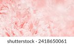 Small photo of Peony flowers spring holiday flowery aesthetic nature close up pattern, botanical banner print background, floral top view photo, pink-white blooming flower, scenery beauty nature wallpaper, sunlight