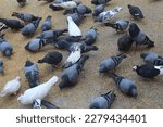 Small photo of The domestic pigeon (Columba livia domestica or Columba livia forma domestica)[2] is a pigeon subspecies that was derived from the rock dove (also called the rock pigeon). The rock pigeon is the world