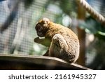 A Portrait Of A Bamboo Lemur In ...