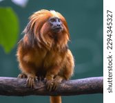 Small photo of The golden lion tamarin (Leontopithecus rosalia, also known as the golden marmoset, is a small New World monkey of the family Callitrichidae