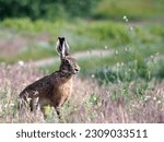 Small photo of Hare is sitting in the grass, calmly waiting for the end of the photo shoot. Probably the neatest rabbit I've ever met. After taking photos, he ran on.