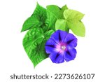 Small photo of Lilac bindweed with leaves isolated on white background. Delicat