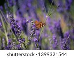 Small photo of The common name "lavender" has been incorporated into the Italian language by the Latin gerund of the verb "lavaggio" (lavandus, lavender, lavandum = which must be washed)