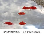 poppy flowers Latin papaver rhoeas floating in the sea with the sky reflected a remembrance flower for war dead and veterans November 11, Anzac Day, April 25, D-Day June 6, VE day, May 8, VJ day