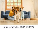 Small photo of A Beagle puppy, dog running on the floor inside a home during the day.
