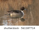 Pintail Perfect Pose   A...