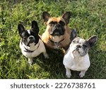 Beautiful French Bulldog family on the sun. Black and white, merle, fawn bulldogs. 