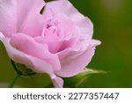 Small photo of Pink rose flowers with green background.shit of macro and selective focus