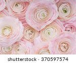 Pink Flowers.background Of...